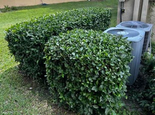 Bethany K.'s Bush Trimming service result