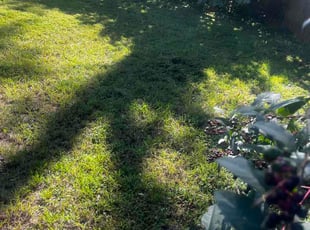 Vincent G.'s turf care service result