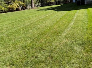 Michelle H.'s grass cutting service result
