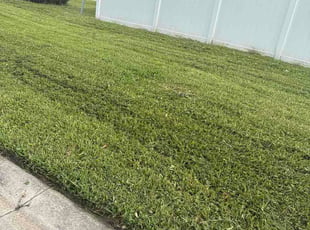Mari V.'s grass maintenance service result