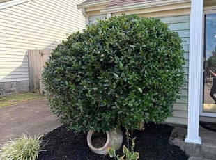 Robert C.'s Garden Maintenance service result