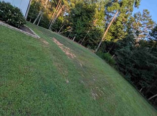 Myra S.'s lawn maintenance service result