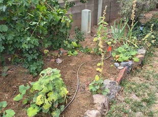 Amber R.'s Garden Maintenance service result