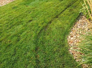 Ann D.'s grass cutting service result
