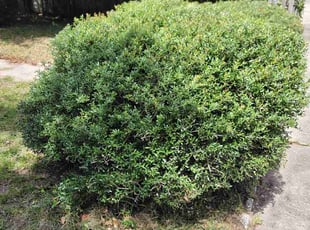 Tobias B.'s Bush Trimming service result