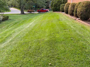 Tayyiba M.'s lawn service service result