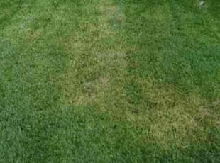 Delila G.'s Lawn Care service result