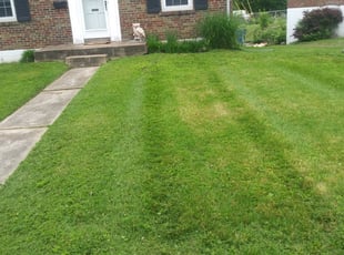 LaToya R.'s Grass Cutting service result