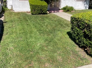 Daphney O.'s Yard Cutting service result