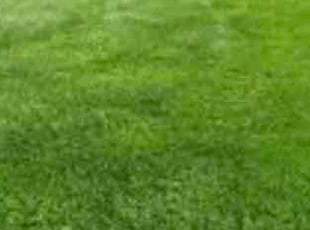 Anthony P.'s Lawn Mowing service result