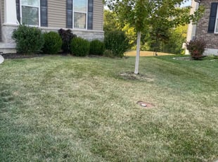 Lawn cutting services in my area top