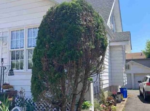 Pablo O.'s Lawn Mowing service result