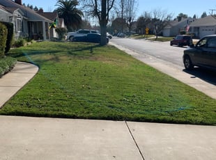 Monica G.'s Lawn Care service result