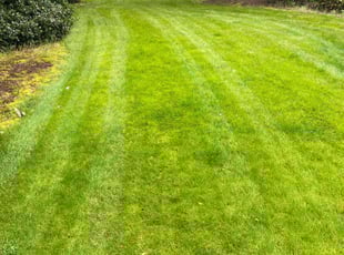 Adam R.'s Lawn Maintenance service result