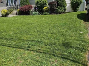 Charlene P.'s Lawn Mowing service result