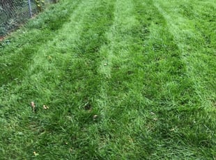 Lawn Care In My Area Norwalk thumbnail