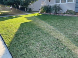 Danielle M.'s Lawn Mowing service result