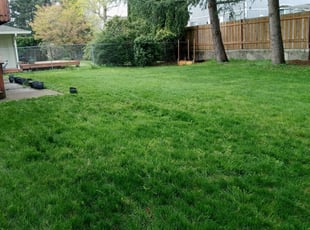 Edna D.'s Lawn Mowing service result