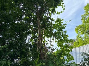 Kimberly B.'s Grass Cutting service result