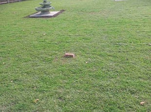 Mowing companies near me 2025