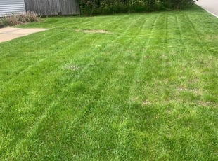 Lisa L.'s Grass Cutting service result