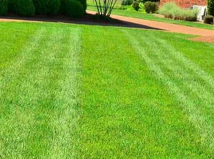 Dora N.'s Lawn Mowing service result
