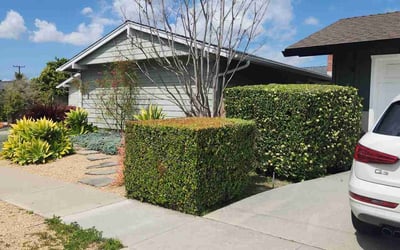 Photo of Alexis B.'s yard after getting landscaping in Aliso Viejo, CA