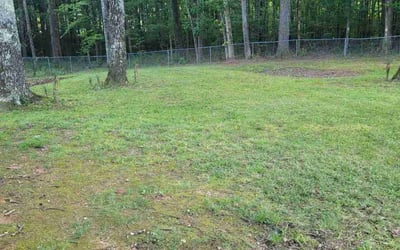 Photo of Allen J.'s yard after getting tree care in Austell, GA