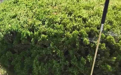 Photo of savannah L.'s yard after getting tree care in Wilmington, DE