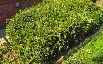 Photo of Ananda R.'s yard after getting landscaping in Chantilly, VA