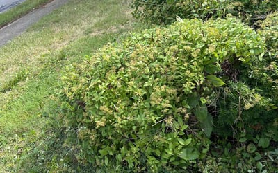 Photo of Jennifer R.'s yard after getting landscaping in Cardington, OH