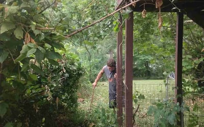 Photo of Marie H.'s yard after getting landscaping in Holt, MO
