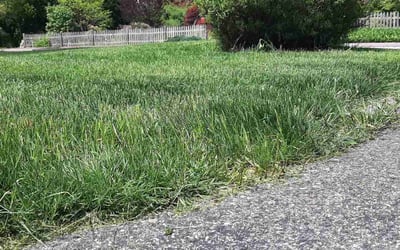 Photo of Tom T.'s yard after getting landscaping in Milford, MA