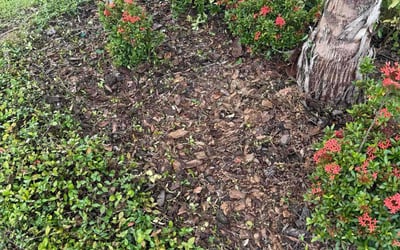 Photo of Daniel R.'s yard after getting lawn care in Clermont, FL