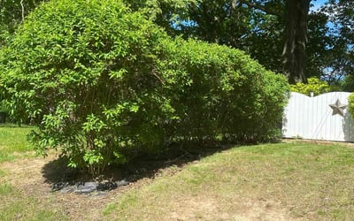 Photo of Mary S.'s yard after getting landscaping in Canton, OH