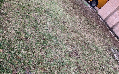 Photo of Taylor C.'s yard after getting landscaping in Daisetta, TX