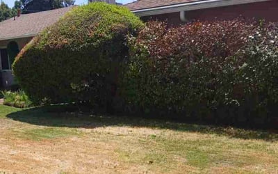 Photo of Joycleyn A.'s yard after getting tree care in Grass Valley, CA