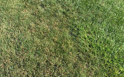 Photo of Nicole R.'s yard after getting landscaping in Brooklyn, MD