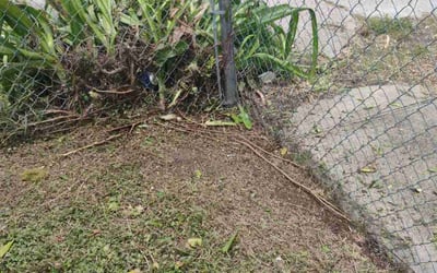 Photo of April M.'s yard after getting landscaping in Houston, TX