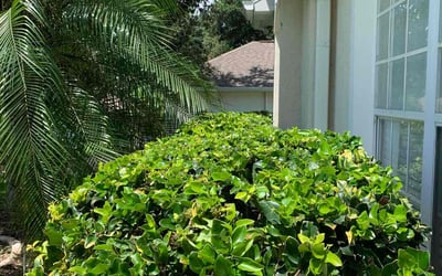 Photo of Debbie S.'s yard after getting landscaping in Mid Florida, FL