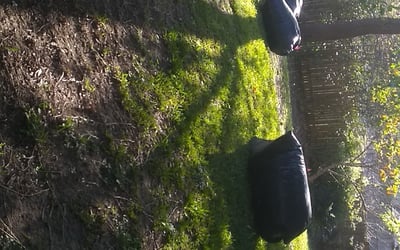 Photo of Jeff L.'s yard after getting landscaping in Bandera, TX