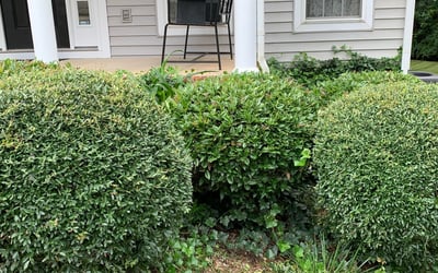 Photo of Ashley J.'s yard after getting tree care in Denver, NC