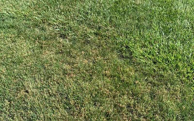 Photo of Nicole R.'s yard after getting landscaping in Clarksville, MD