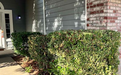 Photo of Michael W.'s yard after getting landscaping in Winters, CA