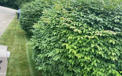 Photo of Christopher J.'s yard after getting landscaping in Stoughton, MA