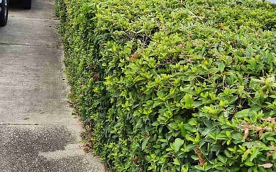 Photo of John C.'s yard after getting tree care in Cape Coral, FL