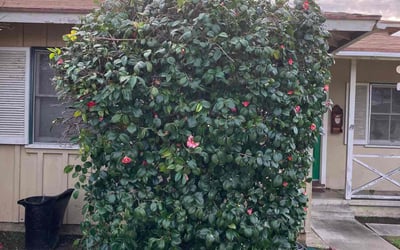 Photo of Natalie B.'s yard after getting lawn care in Anaheim, CA