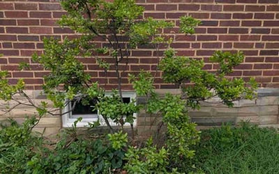 Photo of Lisa C.'s yard after getting landscaping in Dundalk, MD