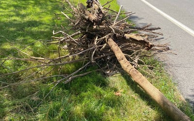 Photo of Angie S.'s yard after getting landscaping in Clarence Center, NY