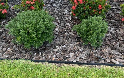 Photo of Bob D.'s yard after getting landscaping in Mascotte, FL